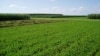 Scientists: Clean Fuel From 'Bionic Leaf' Could Ease Pressure on Farmland 