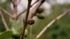 ທີ່ທີ່ຖ່າຍໃນວັນທີ 26 ຕຸລາ 2011 ໃບນີ້ ສະແດງໃຫ້ເຫັນຕົ້ນກາເຟ ຢູ່ທີ່ສວນ ໃນໝູ່ບ້ານ Sakara, ເມືອງ Luis Ntiricakeza ທີ່ຕັ້ງຢູ່ທາງທິດຕາເວັນອອກຂອງປະເທດຣວັນດາ.