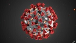 Corona virus