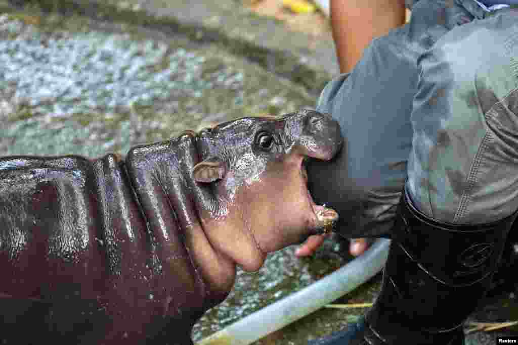 A two-month-old female pygmy hippo named "Moo Deng" who has recently become a viral internet sensation, bites her keeper Atthapon Nundee at Khao Kheow Open Zoo in Chonburi province, Thailand, Sept. 16, 2024.