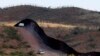 Kelly: Cruces ilegales por frontera en su nivel más bajo