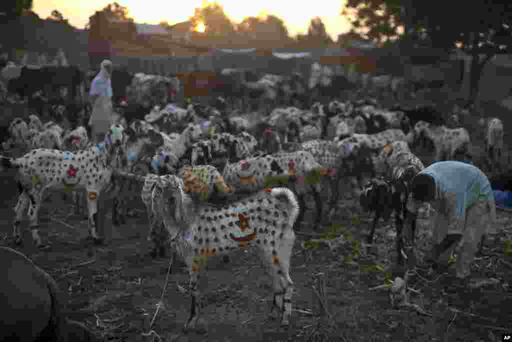 Beberapa kambing dicat dengan hiasan bulan bintang untuk menarik pelanggan, menjelang hari raya Idul Adha, atau "Hari Raya Kurban," di pinggiran Islamabad, Pakistan.