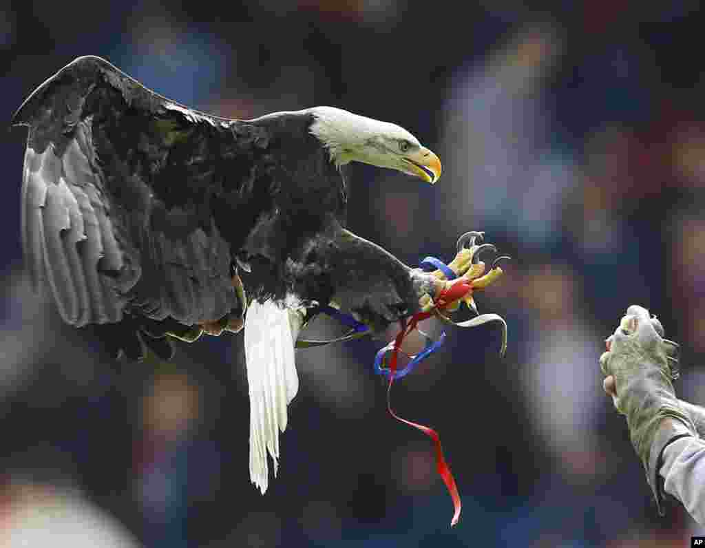 Mascot klub liga Premier Crystal Palace, burung elang bernama Kayla, terbang di stadion sebelum klub tuan rumah Crystal Palace menghadapi Manchester City di stadion Selhurst Park, London.