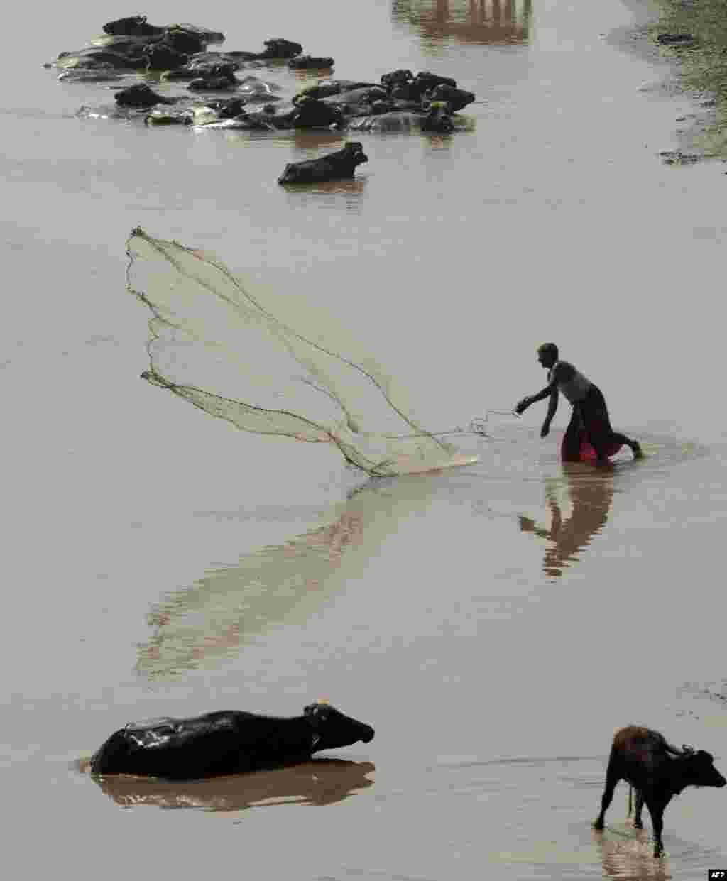 Seorang nelayan Pakistan melempar jaring di sungai Ravi di pinggiran kota Lahore.