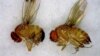Global Trade Carries Risk of Pests 