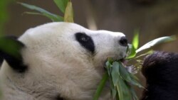 加州聖迭戈市動物園的一頭大熊貓。（美聯社2003年照片）