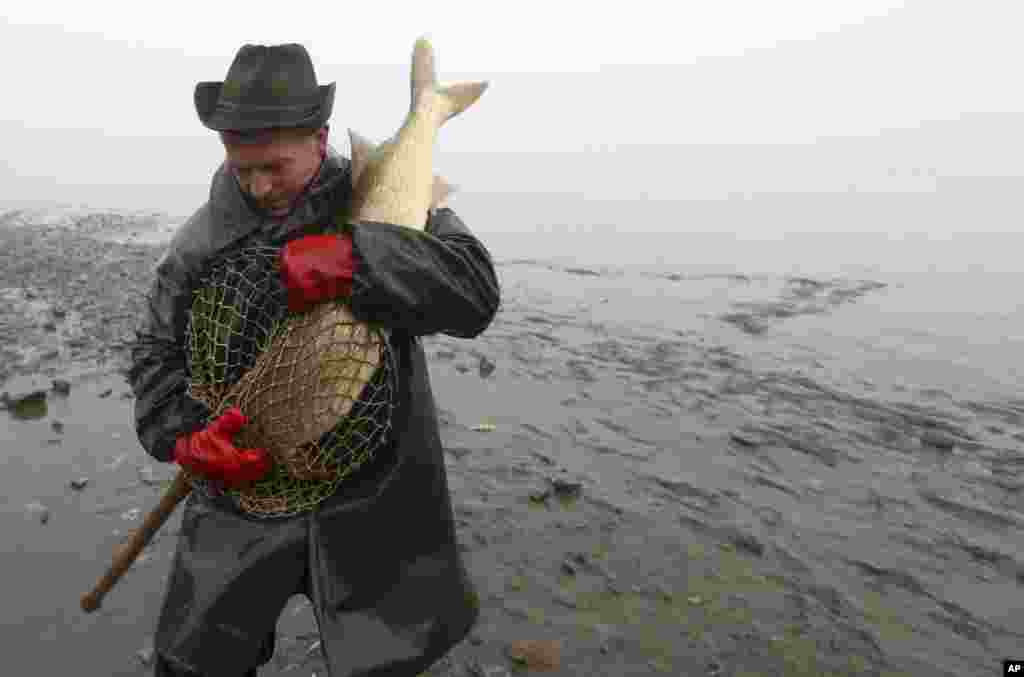 Seorang nelayan menangkap ikan mas (karper) besar pada lomba memancing tradisional di Hodnov, Republik Ceko.