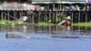 Pesut Mahakam Makin Terancam Punah