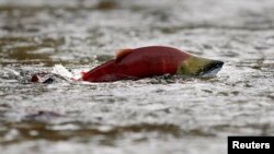 Un salmón rojo salta en las aguas poco profundas del río Adams en la Columbia Británica, Canadá.
