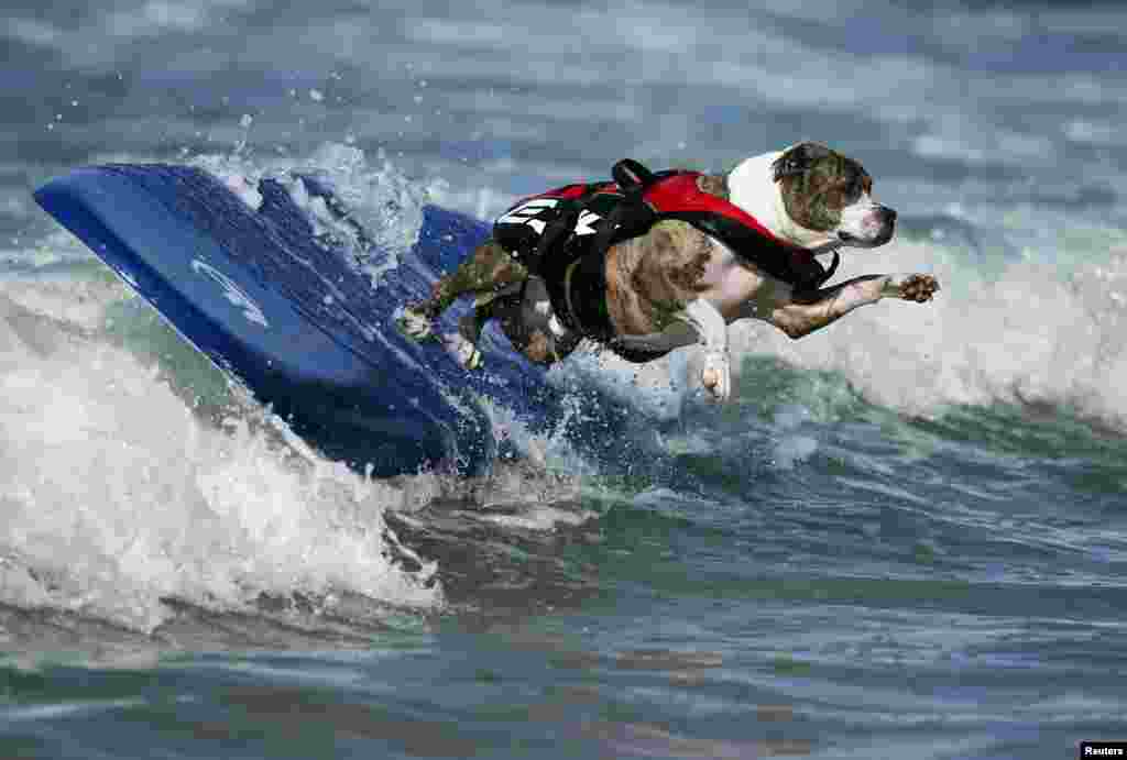 Seekor anjing ikut berpartisipasi dalam kontes selancar bagi anjing di Huntington Beach, negara bagian California, AS.
