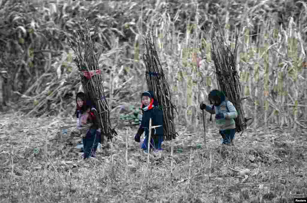 Tiga orang gadis Korea Utara membawa kayu bakar pada punggung mereka saat menyusuri sungai Yalu dekat kota Sinuiju, dekat perbatasan China.