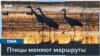 Изменения климата и миграция птиц 