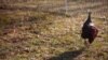 Africa’s Livestock Demand Better Feeding