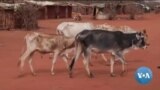 ከምሽቱ 3:00 የአማርኛ ዜና