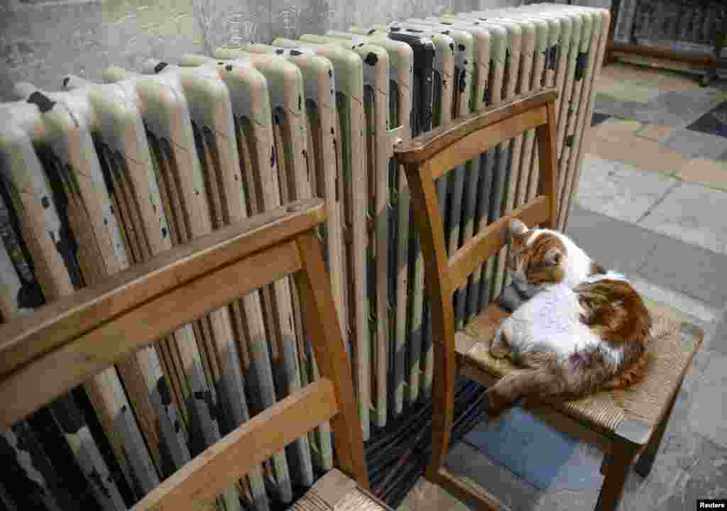 Seekor kucing bernama 'Laptop' tertidur selama upacara penobatan Uskup Agung Canterbury, Justin Welby, di Cathedral Canterbury, Inggris.