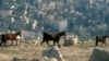 FAO says expanding agriculture is encroaching on wildlife habitat and increasing risk of animal to human disease threat. FAO / Spaul